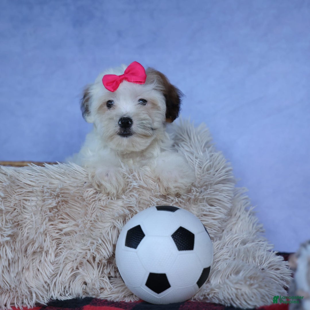 Shihpoo dogs for sale: Sophie - Image 10
