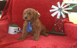 Mini Goldendoodle dogs for sale: Sammy - Image 2
