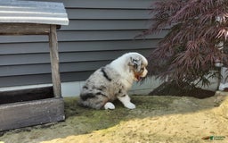 Miniature Australian Shepherd dogs for sale: Chase - Image 3