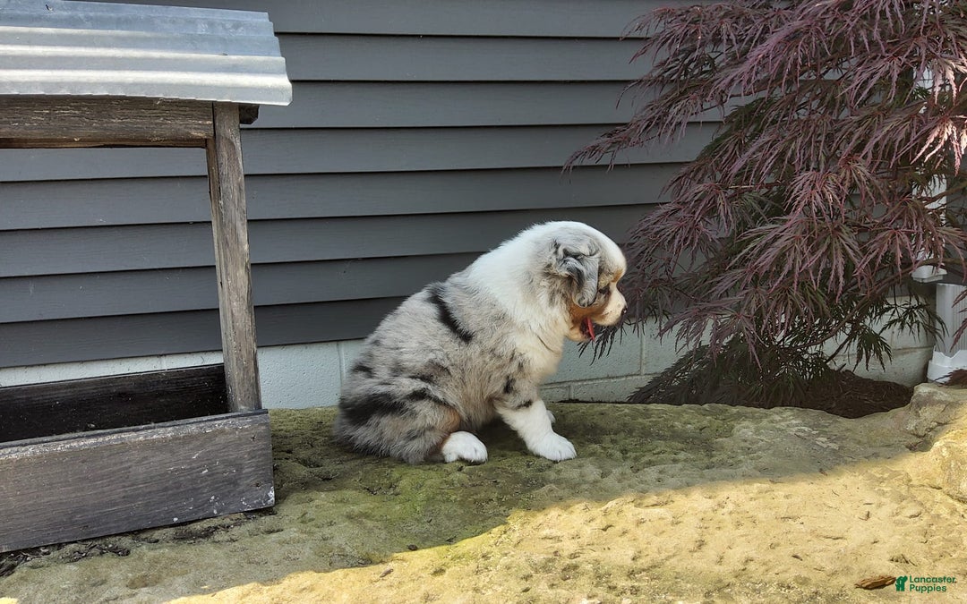 Miniature Australian Shepherd dogs for sale: Chase - Image 3