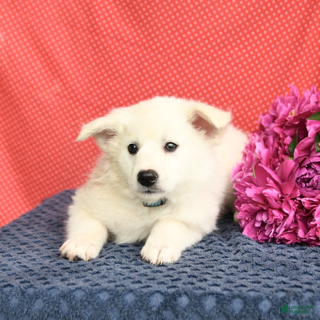 American Eskimo dogs for sale: Moonlight - Image 6