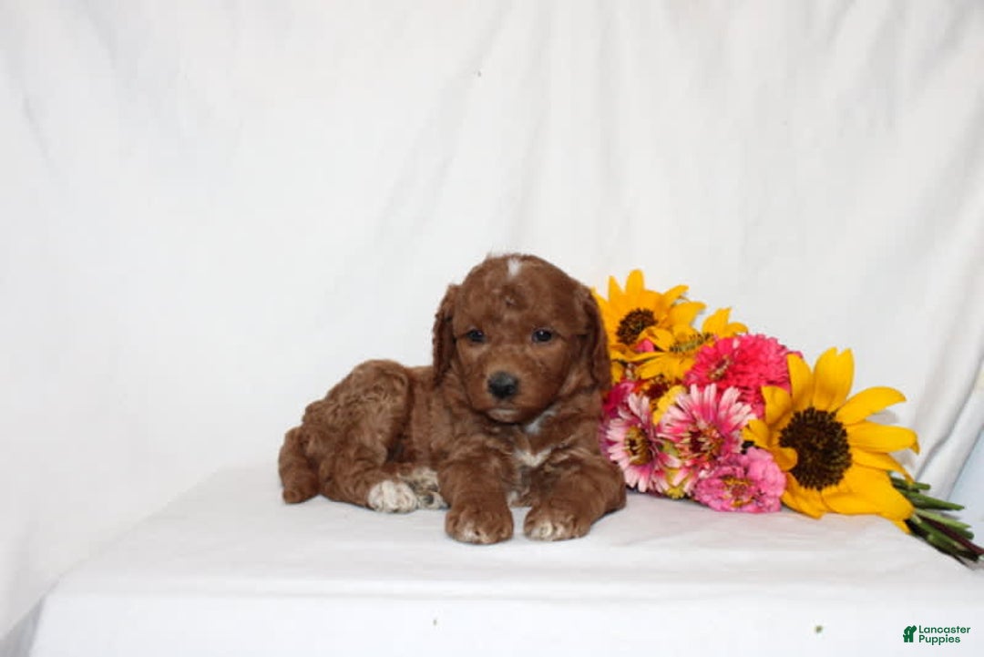 Mini Goldendoodle dogs for sale: Heaven - Image 1