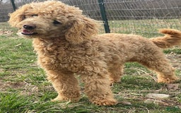 Cavapoo dogs for sale: Hera - Image 19