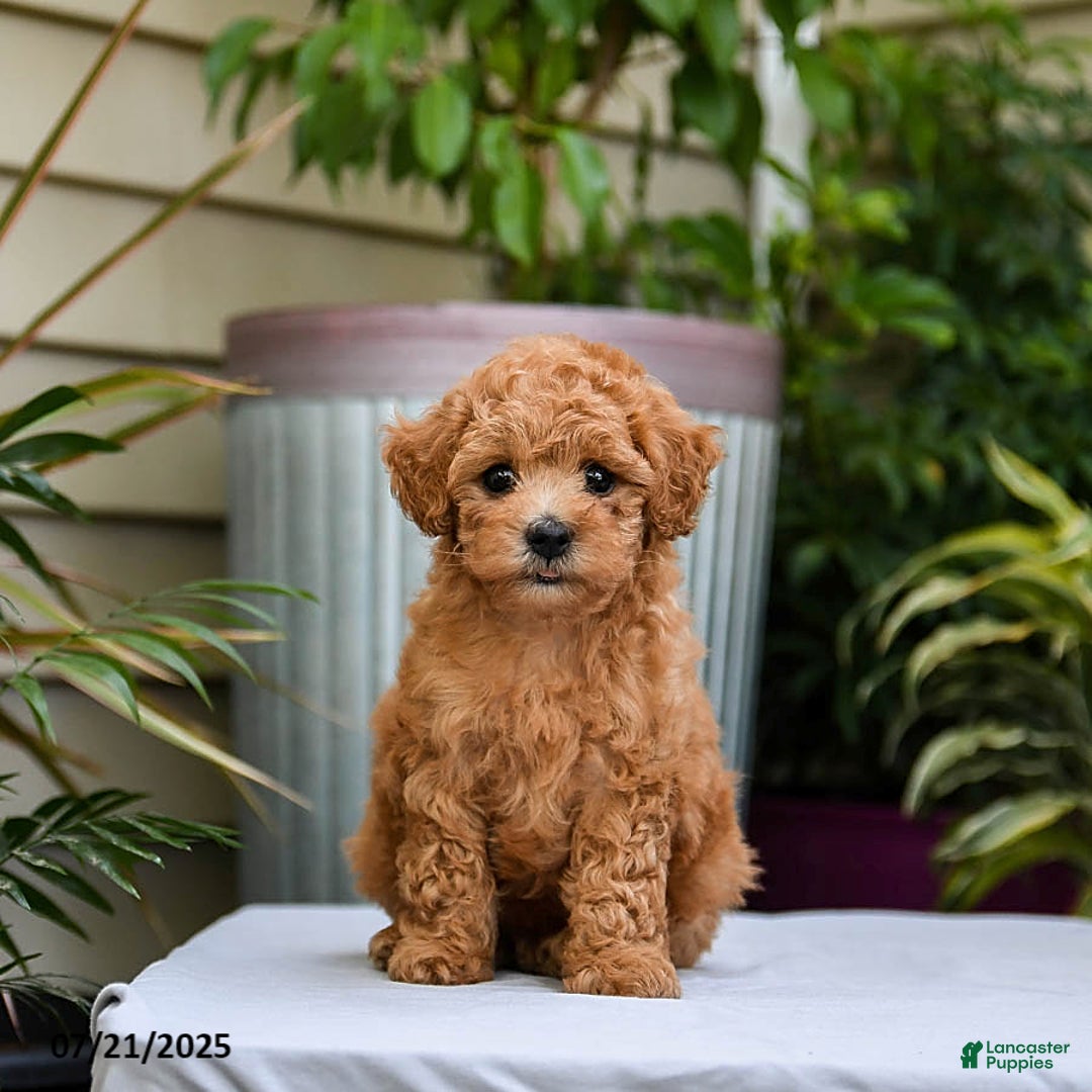 Toy Poodle dogs for sale: Leo - Image 1