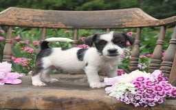 Jack Russell Terrier dogs for sale: Brad - Image 4