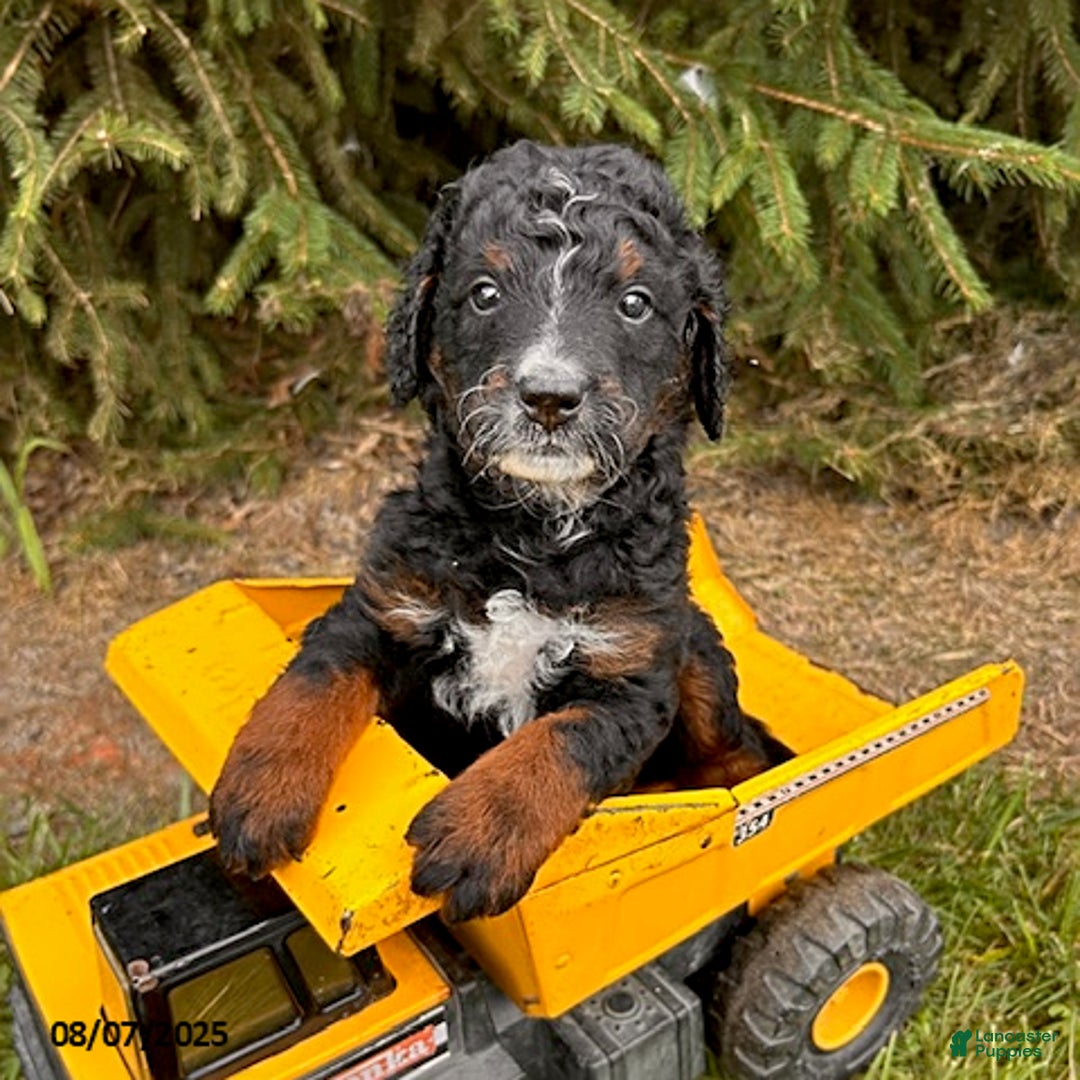 Bernedoodle dogs for sale: Beau - Image 1