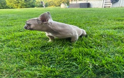 French Bulldog dogs for sale: Homer - Image 1