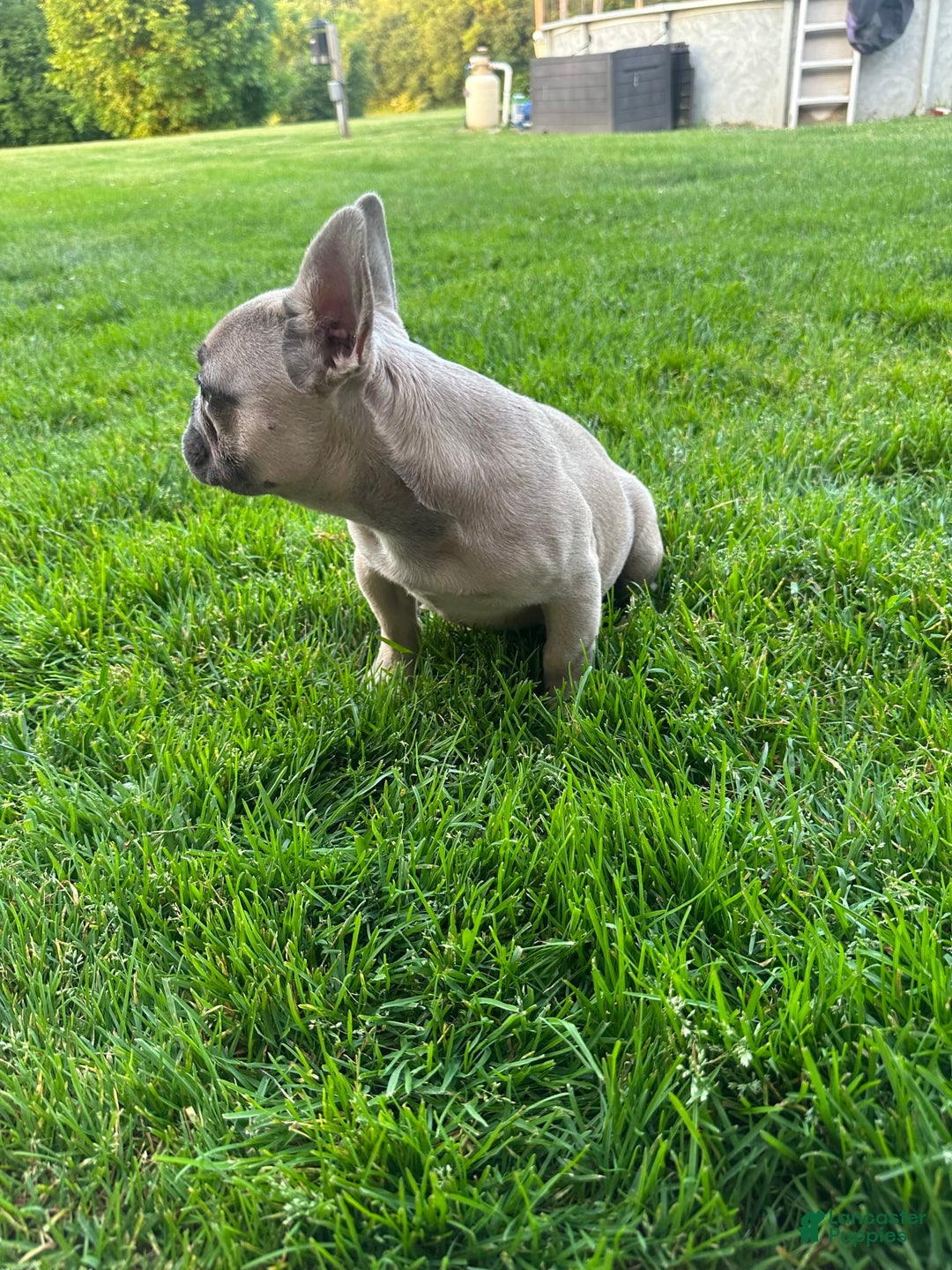 French Bulldog dogs for sale: Homer - Image 1