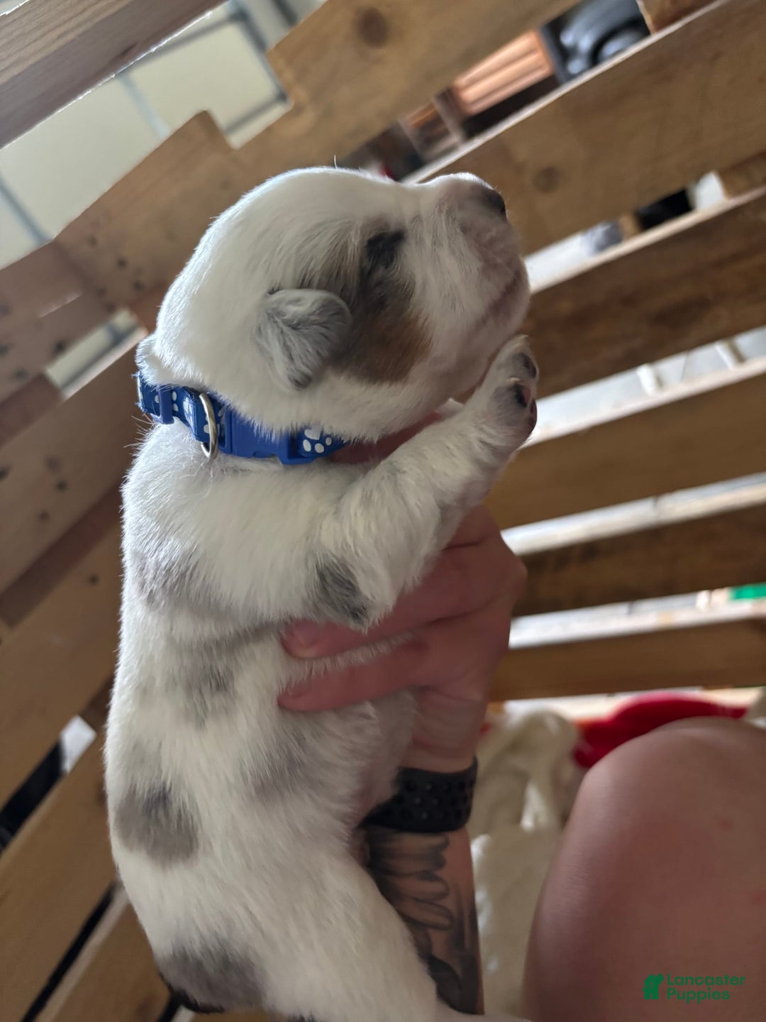 American Corgi dogs for sale: Blue - Image 3