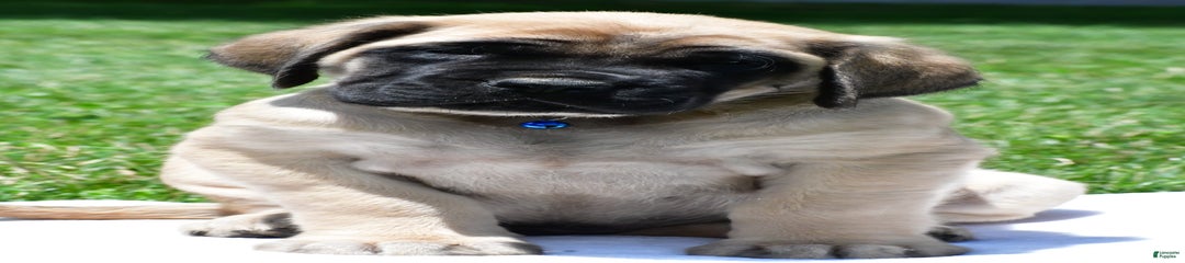 Ved