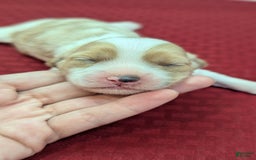 Cockapoo dogs for sale: Rebel - Image 13