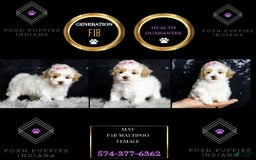 Maltipoo dogs for sale: May - Image 3