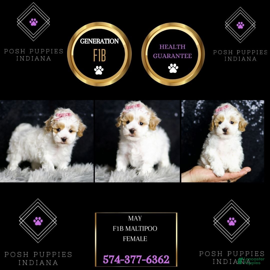 Maltipoo dogs for sale: May - Image 3