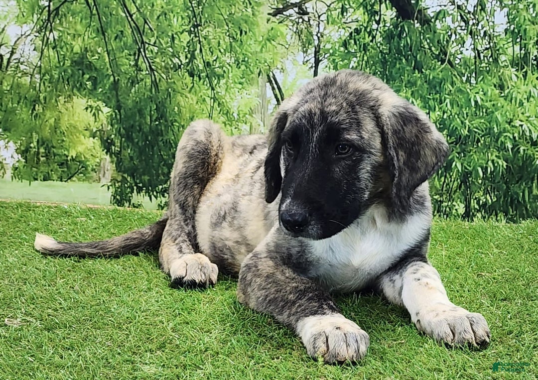 Anatolian Shepherd dogs for sale: Akc Dusty 2025 Male 3 - Image 11