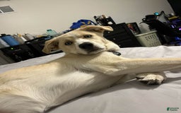 Goberian dogs for sale: Nova - Image 6