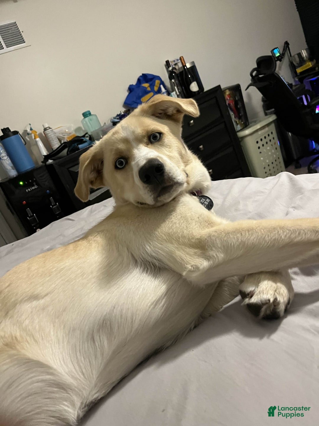 Goberian dogs for sale: Nova - Image 6