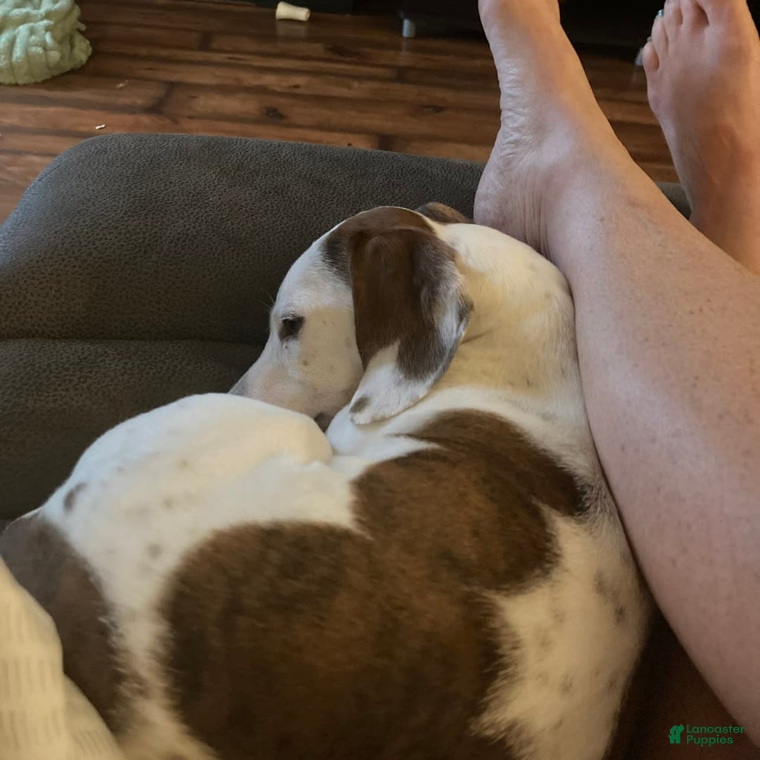 Dachshund dogs for sale: Bobo - Image 8