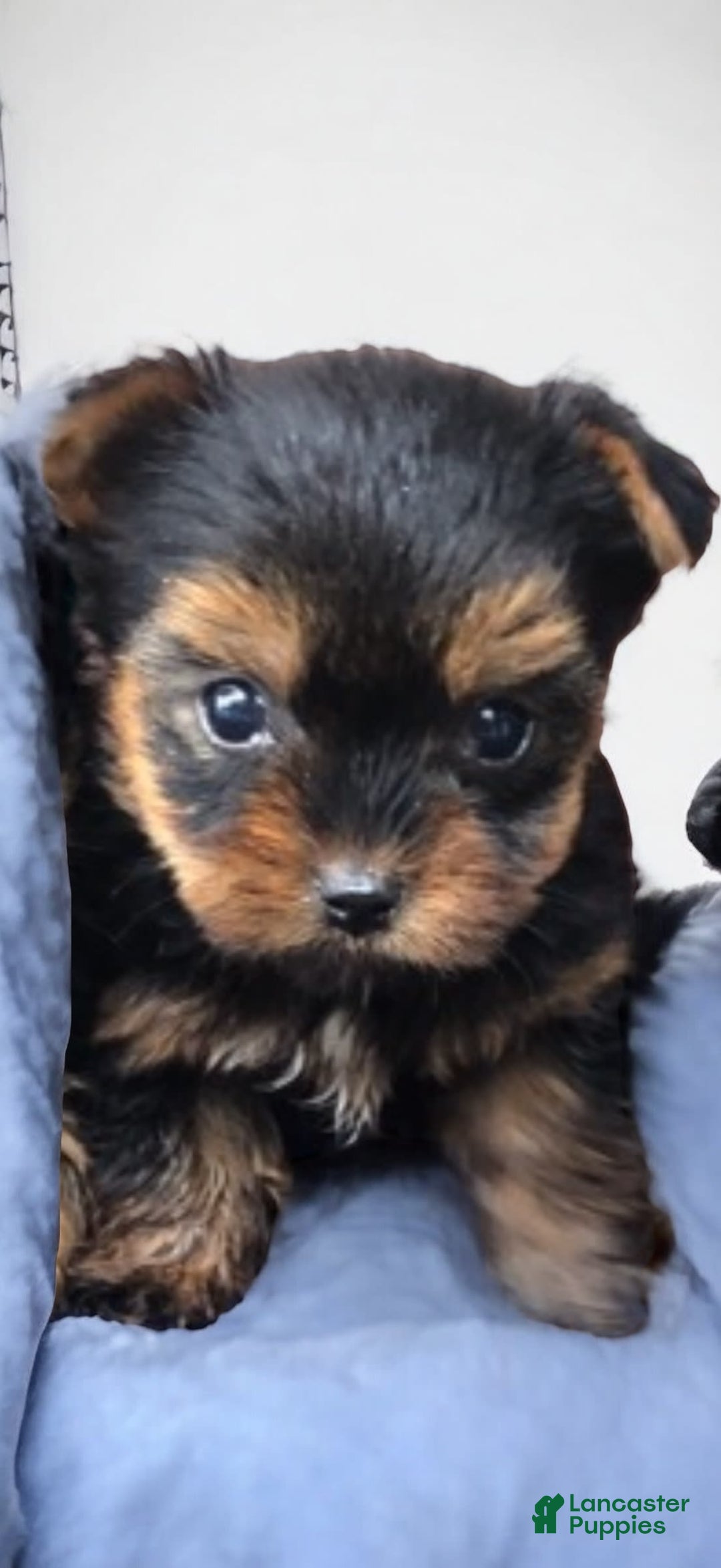 Yorkshire Terrier dogs for sale: Snuggles - Image 1