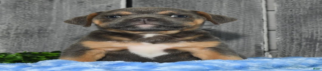 Kimmy