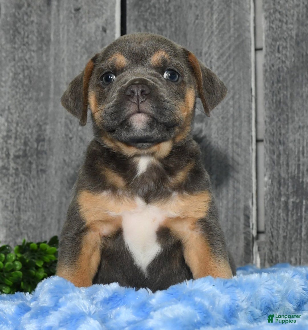 Beabull dogs for sale: Kimmy - Image 2