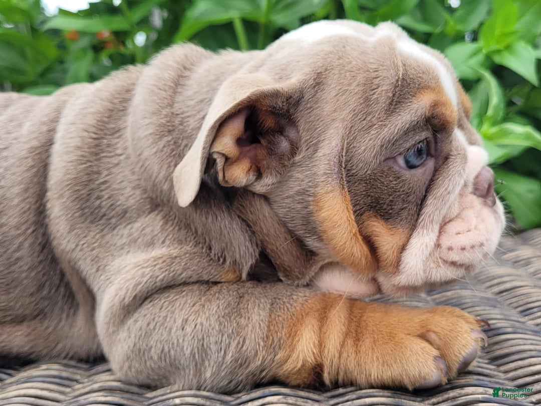 English Bulldog dogs for sale: Lexie - Image 9
