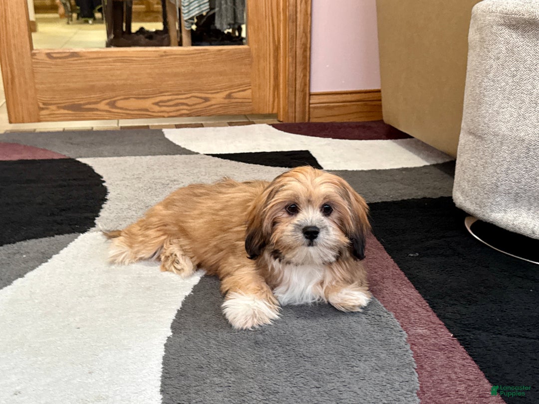 Lhasa Apso dogs for sale: Janie - Image 1