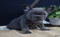 French Bulldog dogs for sale: Paige - Image 1