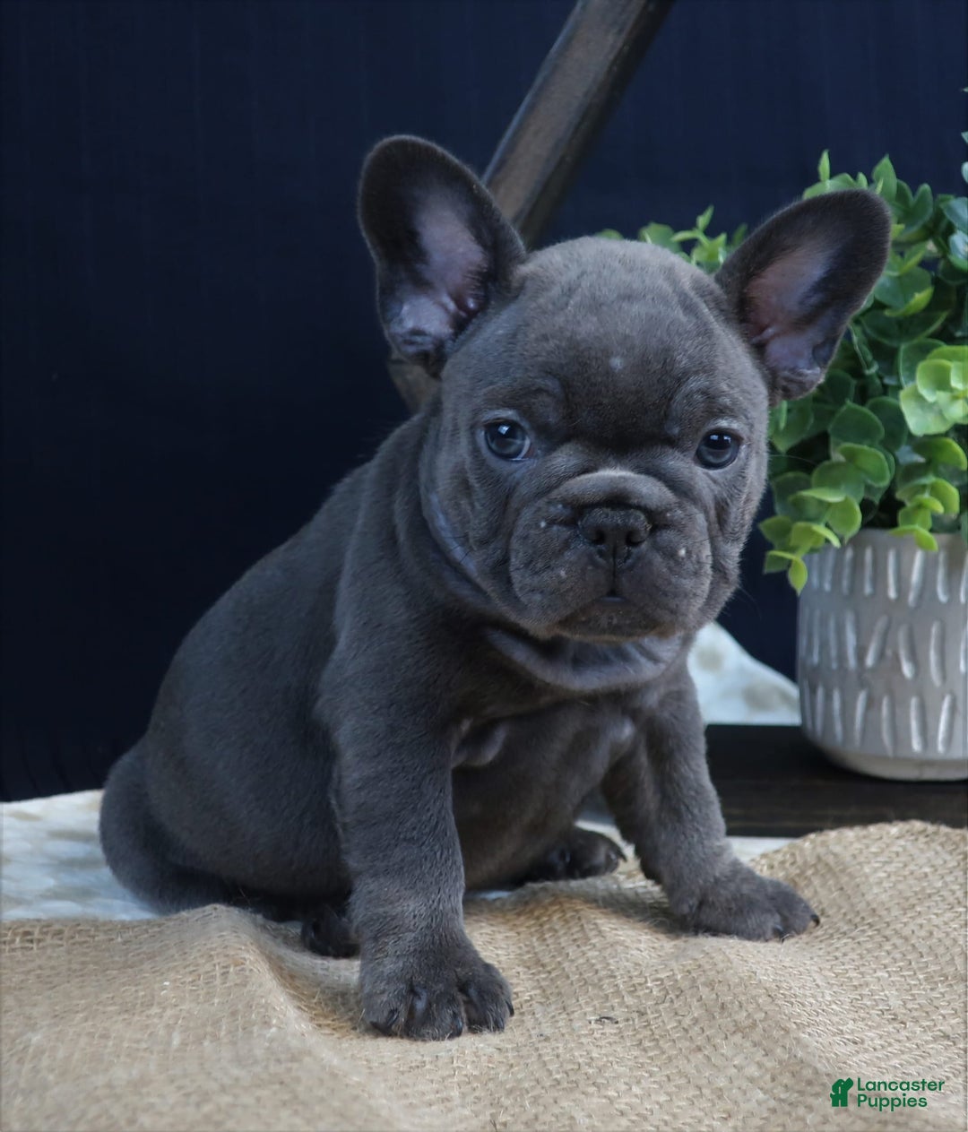 French Bulldog dogs for sale: Paige - Image 1
