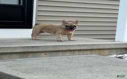 French Bulldog dogs for sale: Derick - Image 2