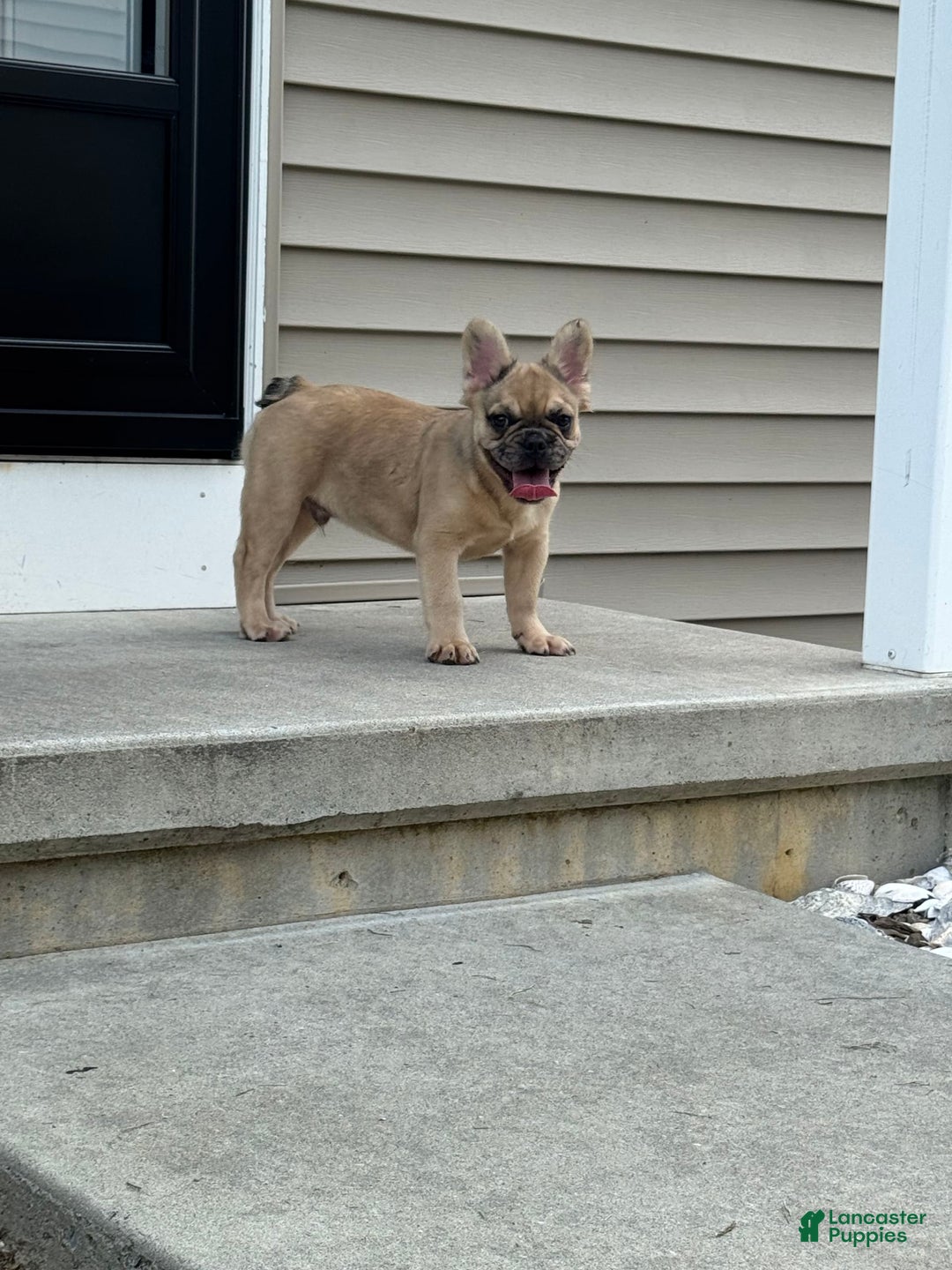 French Bulldog dogs for sale: Derick - Image 2