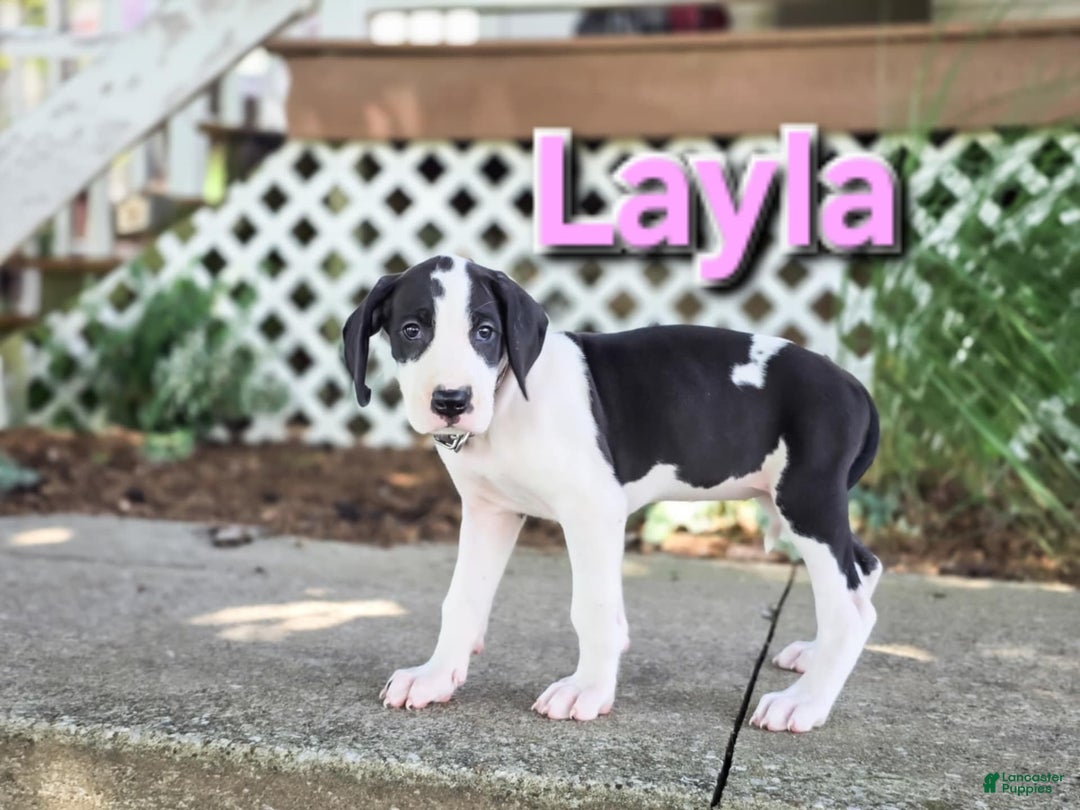 Great Dane dogs for sale: Layla - Image 2