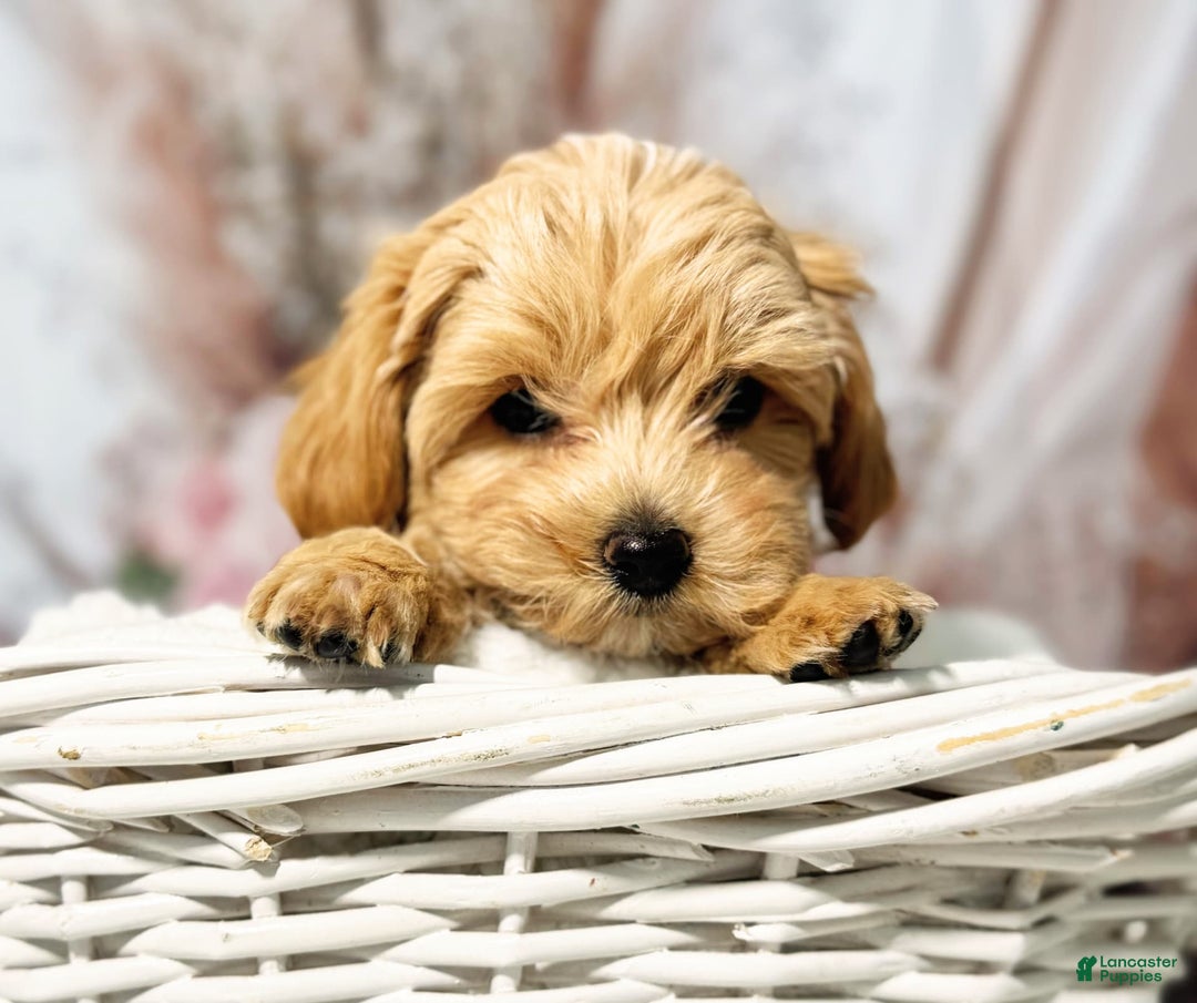 Maltipoo dogs for sale: Dark Pink Collar - Image 5