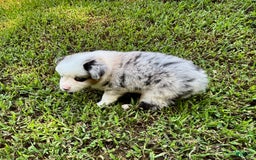 Australian Shepherd dogs for sale: Mr. Sprinkles - Image 3