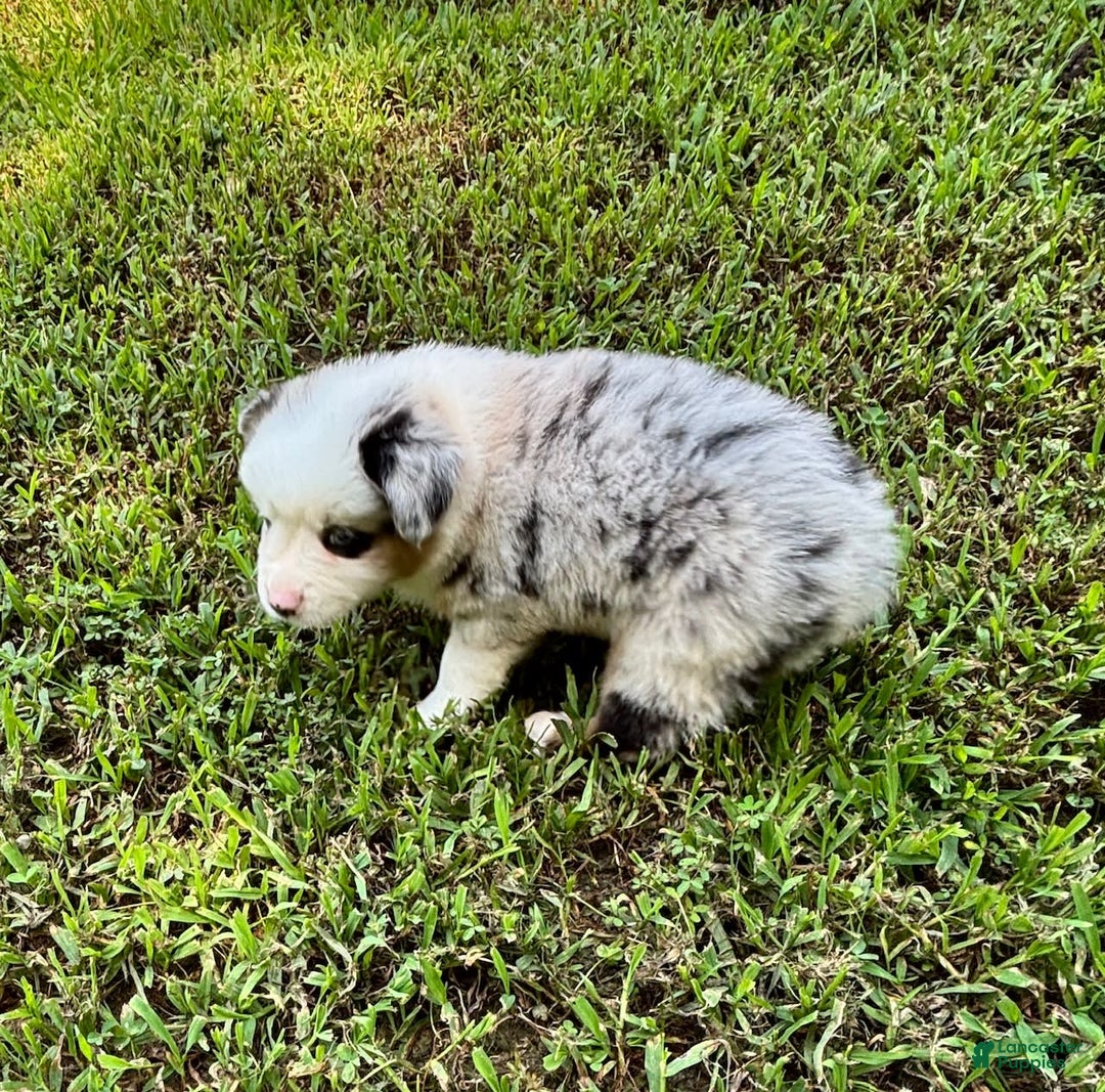 Australian Shepherd dogs for sale: Mr. Sprinkles - Image 3