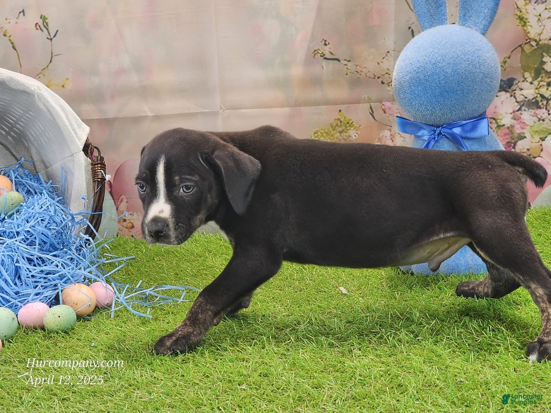 Catahoula Leopard Dog dogs for sale: Juliet 2025 M4 Catahoula Puppy - Image 5