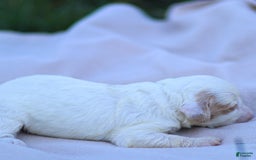 Goldendoodle dogs for sale: Odette - Image 1
