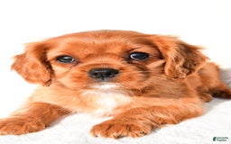 Cavalier King Charles Spaniel dogs for sale: Cavalier King Charles Spaniel 2 puppies - Image 8