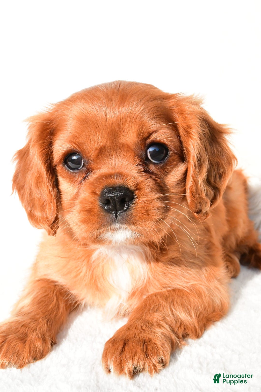 Cavalier King Charles Spaniel dogs for sale: Cavalier King Charles Spaniel 2 puppies - Image 8