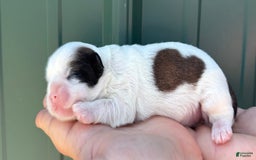 Shih Tzu dogs for sale: Biscuit - Image 3
