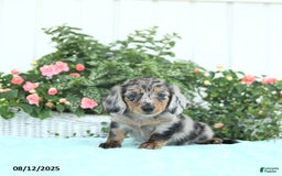 Miniature Dachshund dogs for sale: Nova - Image 3