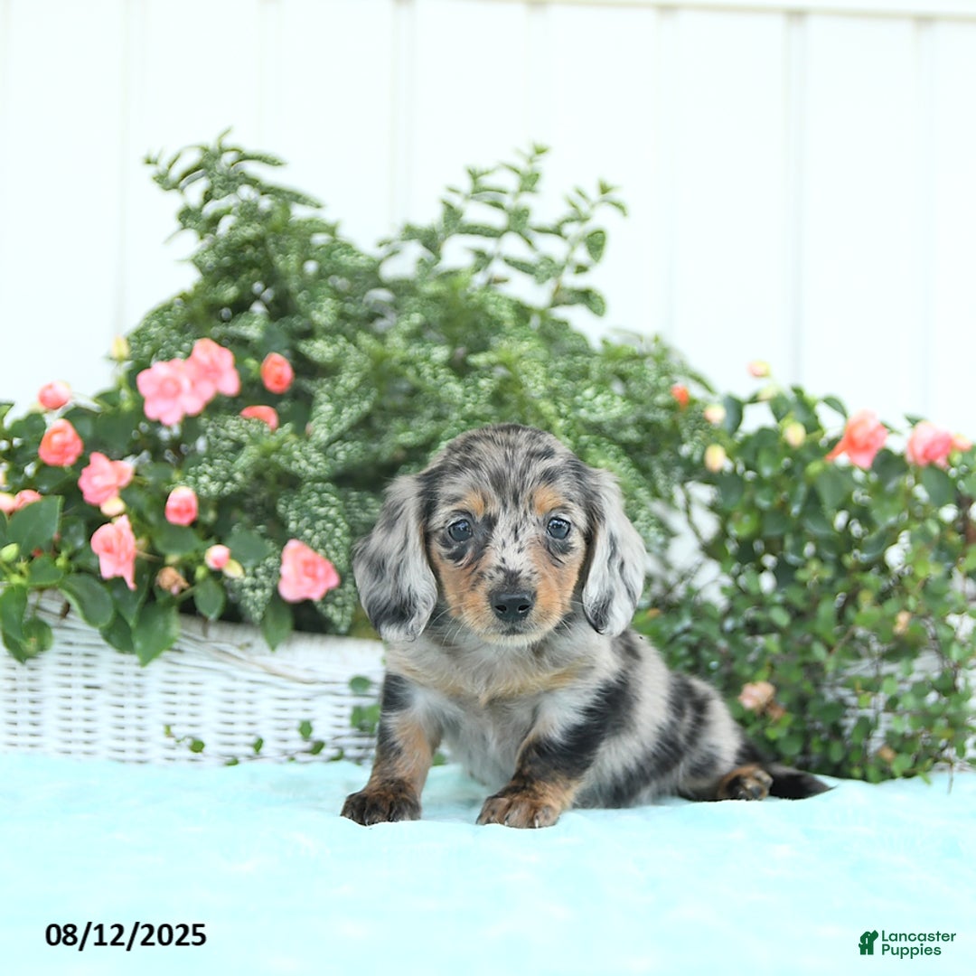Miniature Dachshund dogs for sale: Nova - Image 3