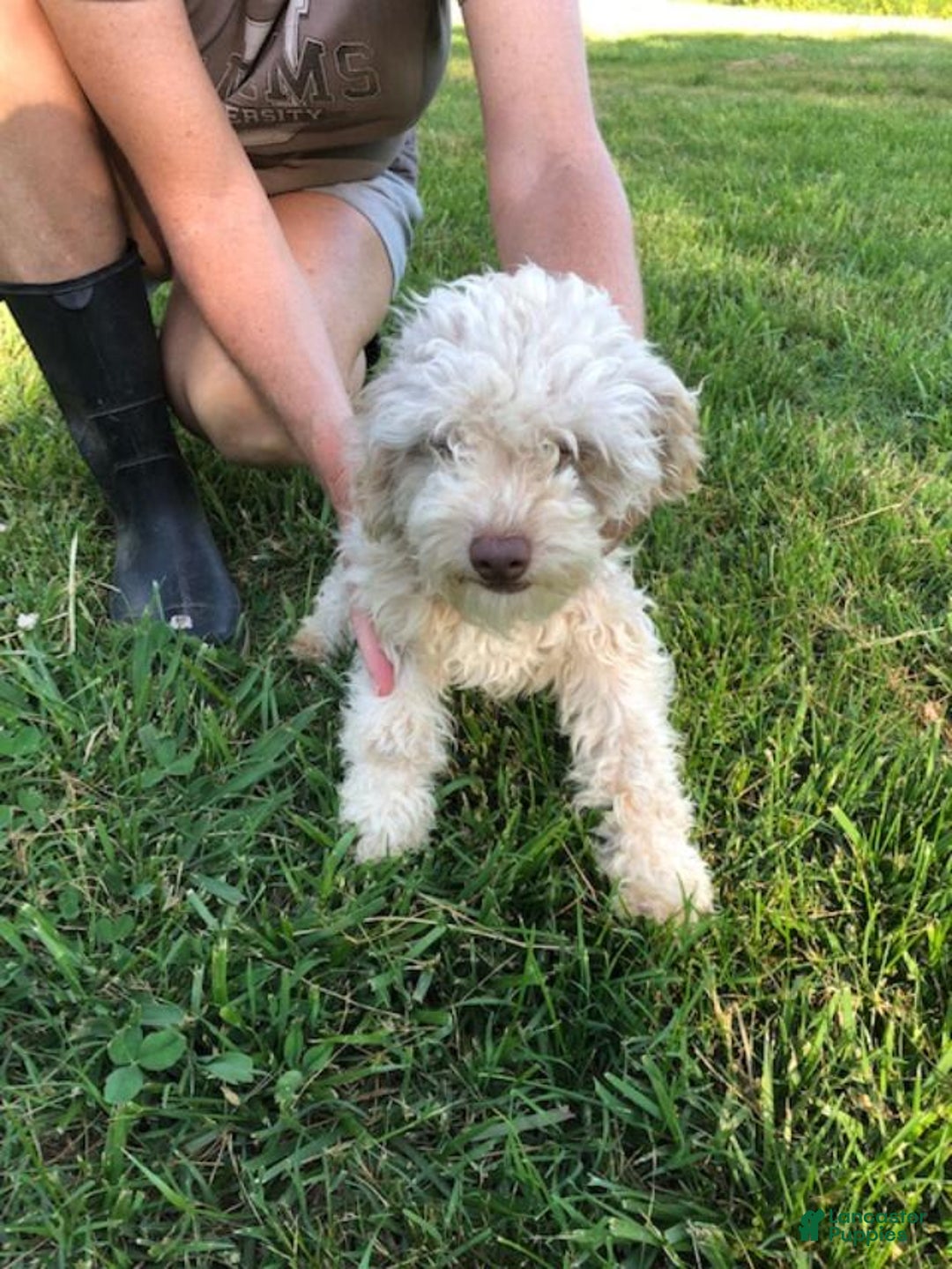 Maltipoo dogs for sale: Amara - Image 26
