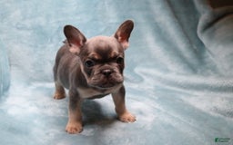 French Bulldog dogs for sale: Stitch - Image 3