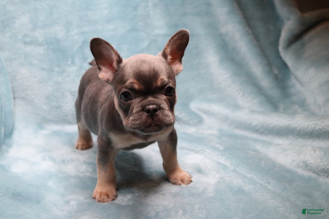 French Bulldog dogs for sale: Stitch - Image 3