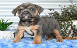 Beabull dogs for sale: Kimmy - Image 9