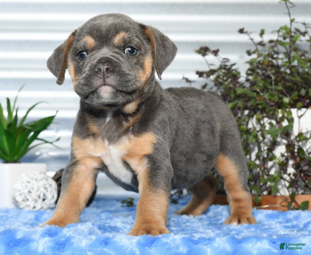 Beabull dogs for sale: Kimmy - Image 9