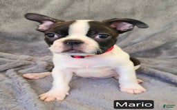 Boston Terrier dogs for sale: Mario - Image 5