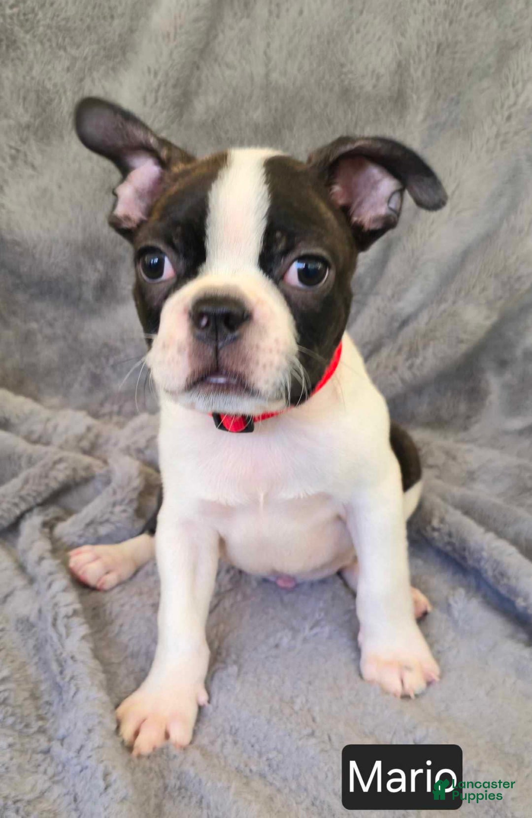 Boston Terrier dogs for sale: Mario - Image 5