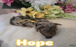 Toy Poodle dogs for sale: Hope - Image 1
