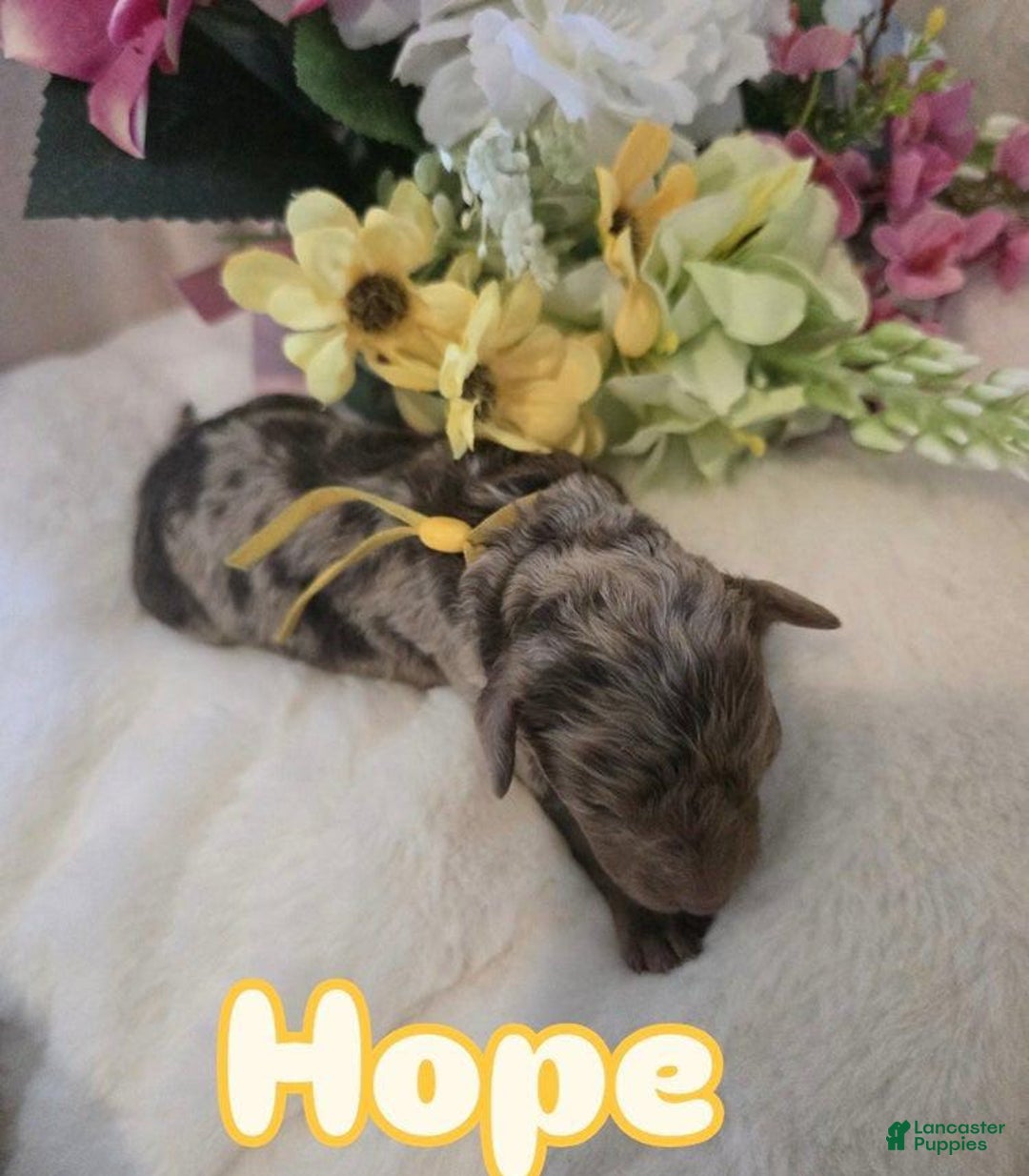 Toy Poodle dogs for sale: Hope - Image 1